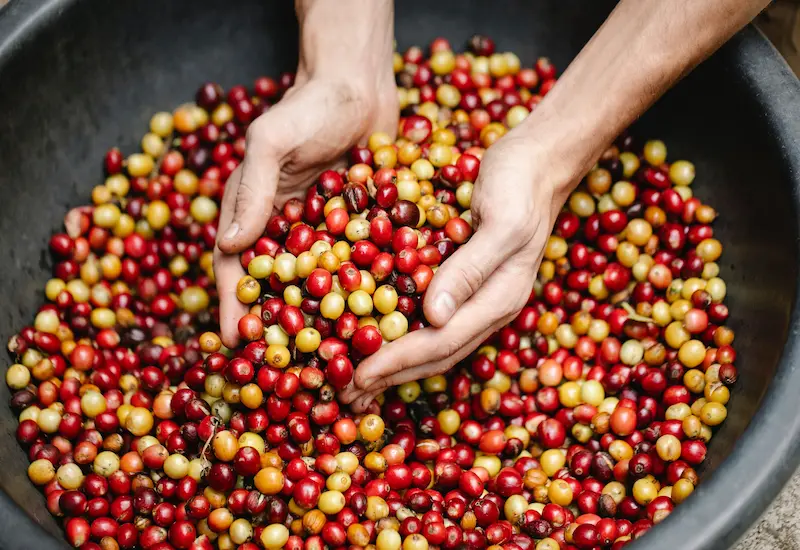 Imagen del artículo ¿Qué es el café de especialidad?